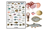 Fiskeplakater