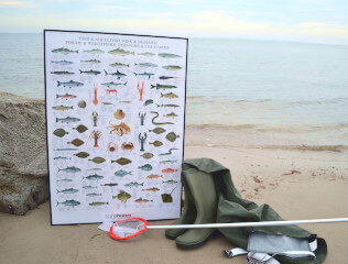 Plakater